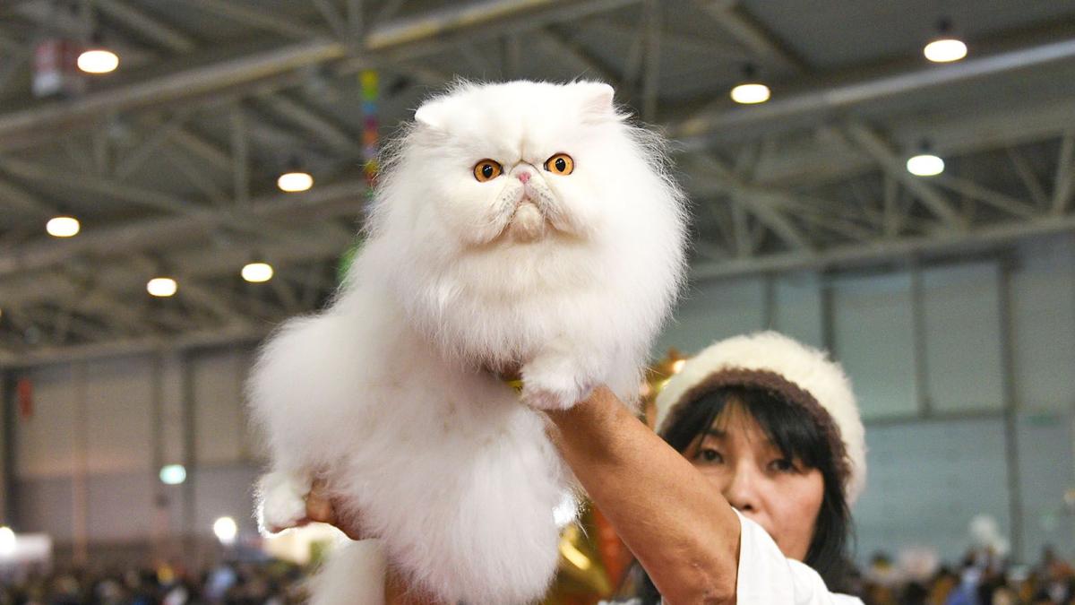 Supercat Show 2023: la grande festa dei gatti alla Nuova Fiera di Roma